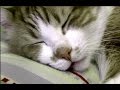 笑える!寝言と独りごとが終わらない猫♥♥猫との会話を楽しむ動画 Conversation with a cat