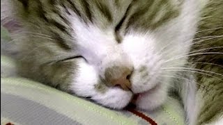 笑える！寝言と独りごとが終わらない猫♥♥猫との会話を楽しむ動画 
