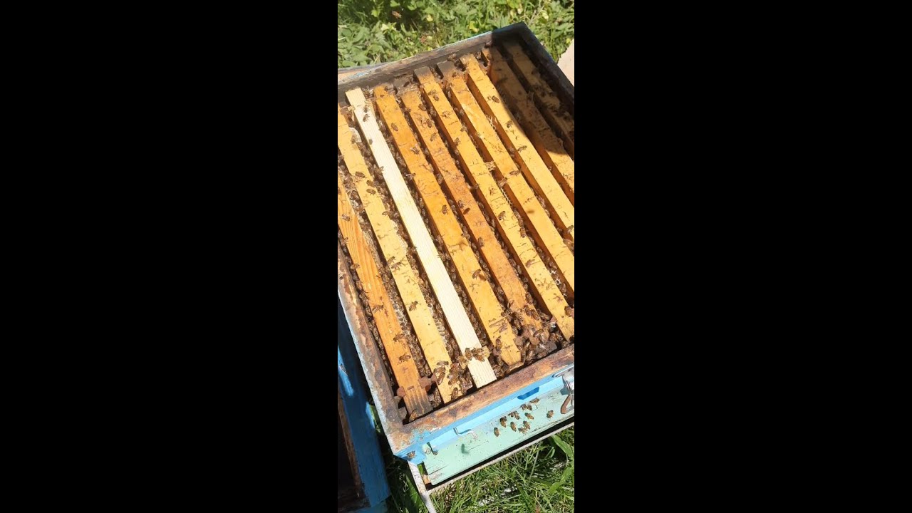 Si ti japim katin e 2 kolonise , menaxhimi pranveror vazhdon! How to add honey suppers?!