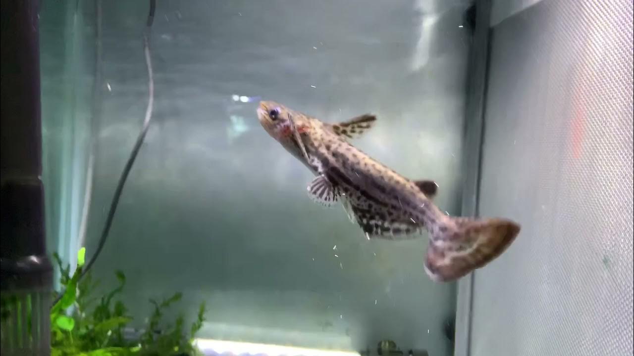 鯰と思えない速さで金魚を食べるナマズ ビッグヘッドレオパードドルフィンキャット Youtube