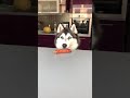 New doggy trend 👀😽🕶 | funny dog #shorts