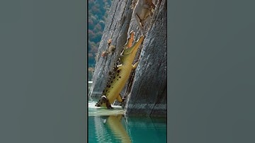 Life Crocodile🙏Goat Ep578 #shortsvideo #goat #leopardadventure #viralvideo #leopard #goatclimbing 🦾🐾