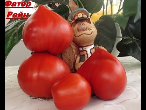 Вкусный красноплодный томат сорт Фатер Рейн. - YouTube