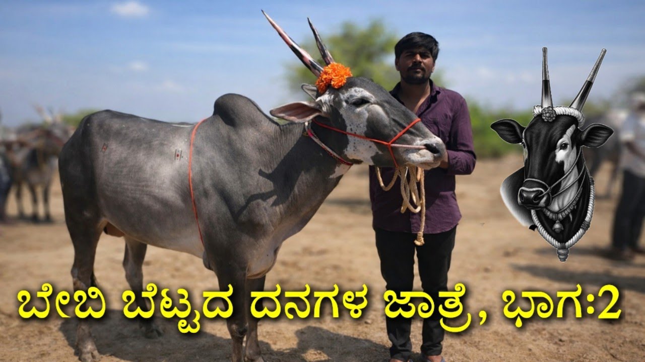 BEBE CATTLE FAIR, PART - 2 | ಬೇಬಿ ದನಗಳ ಜಾತ್ರೆ #hallikar #bullfarm #hallikarstudbull #cow #farming 