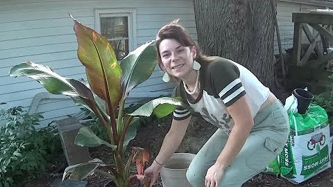 How to Repot a Banana Plant