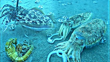 Chạy Xuống Điểm Lặn Lâu Năm Gặp Nhiều Mực Nang Bạch Tuộc Cá Ngựa Bắt Đã Tay | P 389