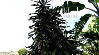 Emizimu Jjimuwerekela Ekiro Bitisa Bajjaja Be Bamuwerekela