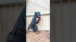 Kasih Makan Monyet Terkecil Di Dunia, Red Handed Tamarin #Penangkaran #Viral #Shortvideo #Hewan