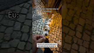 Cachorros em ?? imigração brasil portugal imigrantebrasileiro funny memes fun europa dog