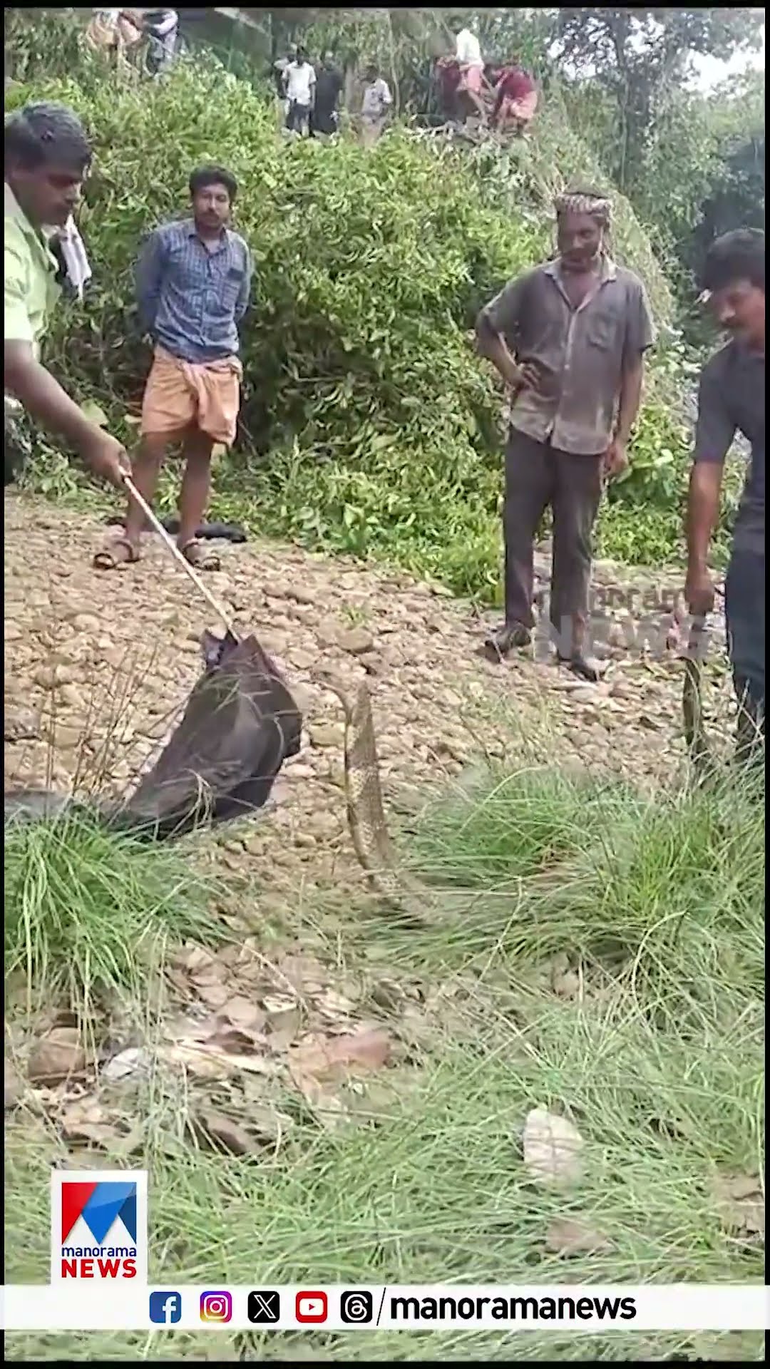 മരത്തിൽ കയറിയിരുന്ന കൂറ്റൻ രാജവെമ്പാലയെ പിടികൂടി; സംഭവം കോതമംഗലം മുള്ളരിങ്ങാട്ട് #KingCobra #Snake