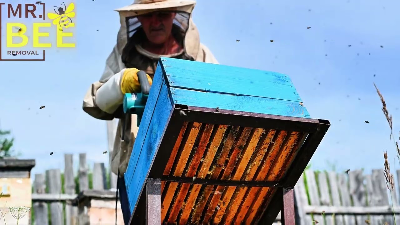 Safe & Effective Bee Removal | Mr. Bee Removal