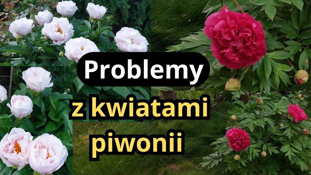 Coś złego dzieje się z kwiatami piwonii, czy pozbywam się tej odmiany, nowe piwonie w moim ogrodzie