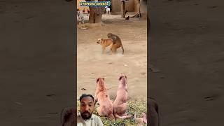 Monkey and dog fight 😱#dog #monkey #foryou