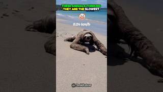 Download Lagu Just Wait For The Slowest Animal  🐌💀 MP3