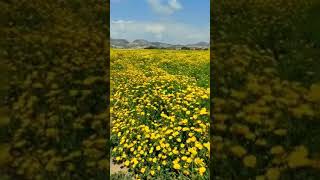 Cyprus Spring Wild Flowers | KaEDventure #shorts