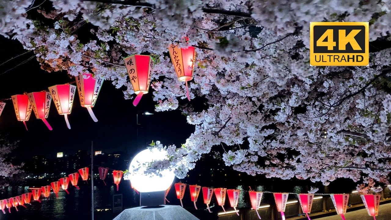 Sumida Park Cherry Blossom Festival 2025 | Cherry Blossom Tokyo Japan | 隅田公園 | 桜 | 4K Japan 🇯🇵