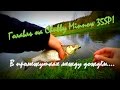 Голавль на Chubby Minnow 35SP! В промежутках между дождём...