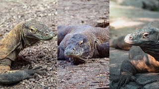 Is A Komodo dragon intelligent - Some Facts - Info 101 by Cute Animal 200 views 4 months ago 1 minute, 7 seconds