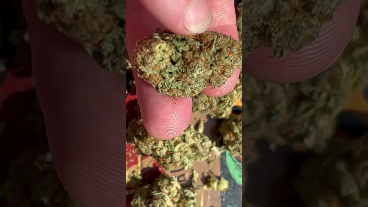 Runtz Muffin 🍬🍊🍁🔥 