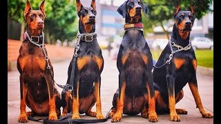 شخص بيدرب مجموعه كلاب شرسه علشان يسرقو بنك لوحدهم .. ملخص فيلم The doberman gang