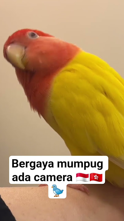 #burunglucu #burungkesayangan #burunghongkong #fypmonetisasi #burungviral