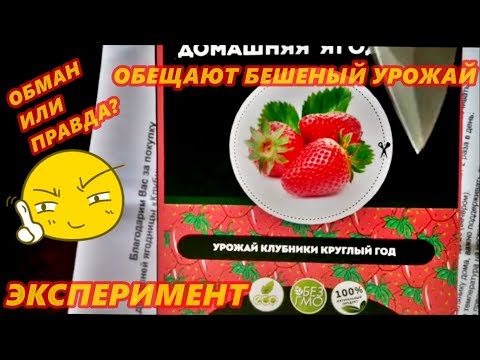 ДОМАШНЯЯ ЯГОДНИЦА ОБМАН ИЛИ ПРАВДА?КЛУБНИКА АЛЬБИОН И ЗЕМЛЯНИКА.