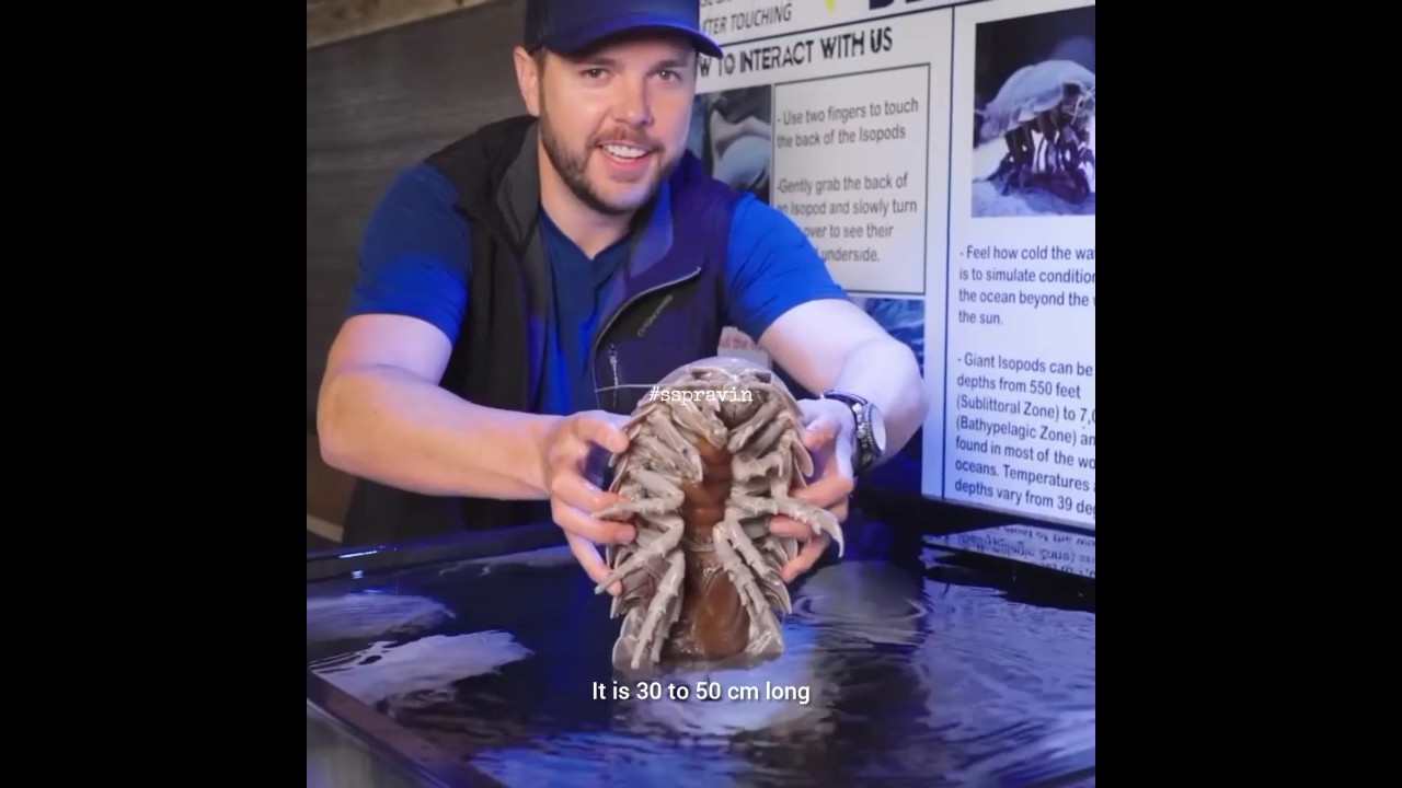 💢🐞The Giant Isopod Deep Sea Alien ? ||