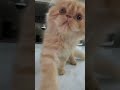 Don’t capture me!!!!