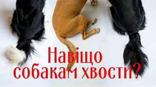 Зачем Собакам Хвосты?