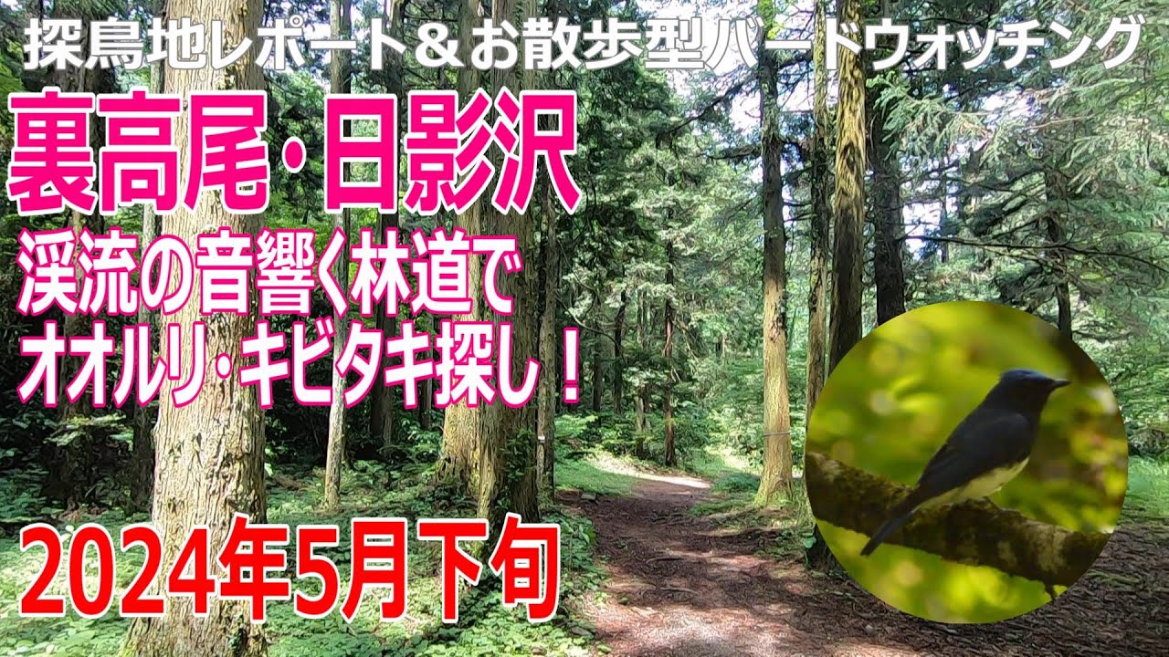 裏高尾・日影沢(東京都)の探鳥地レポートです　渓流の音響く林道でオオルリ・キビタキ探し！　2024年5月下旬