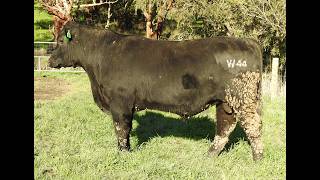 Lot 41