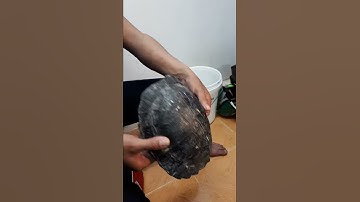 Rùa nước quý miền trung