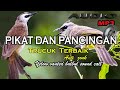 Suara pikat burung trucuk khusus daerah yang trucuknya susah turun.yellow vanted bulbul calling.