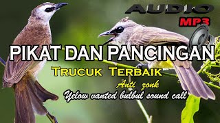 Suara pikat burung trucuk khusus daerah yang trucuknya susah turun.yellow vanted bulbul calling.