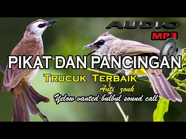 Suara pikat burung trucuk khusus daerah yang trucuknya susah turun.yellow vanted bulbul calling. class=