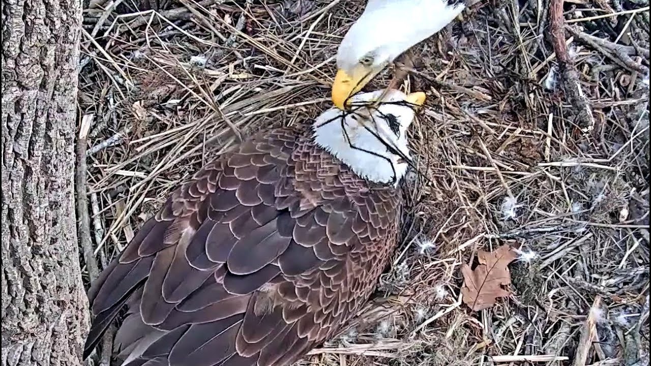 Port Tobacco Eagle Cam 🥚 Stop Hogging The Eggs Egg 2 Has Been laid 🥚
