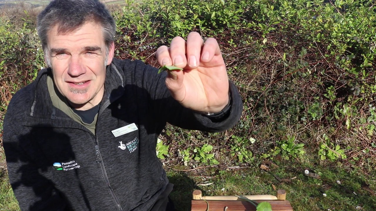 Making a Hedge Whistle - A Swazzle!