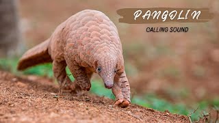 Pangolin Calling Sound || Suara Pemanggil Trenggiling