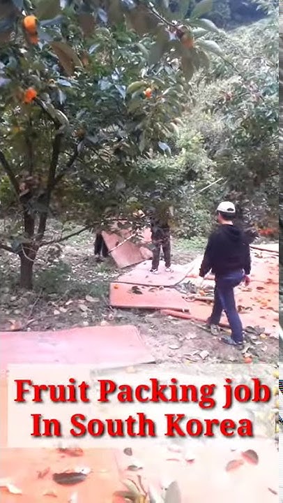 Fruit Packing Job In South Korea YouTube fruit-packing-job-in-south-korea-youtube