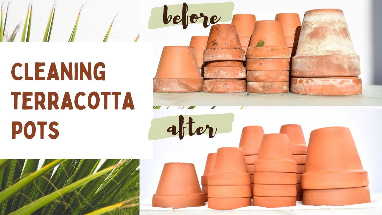 Cleaning Terracotta pots for 2021 YouTube