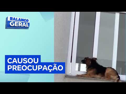 Cachorro é resgatado depois de ser flagrado sozinho em janela sem tela