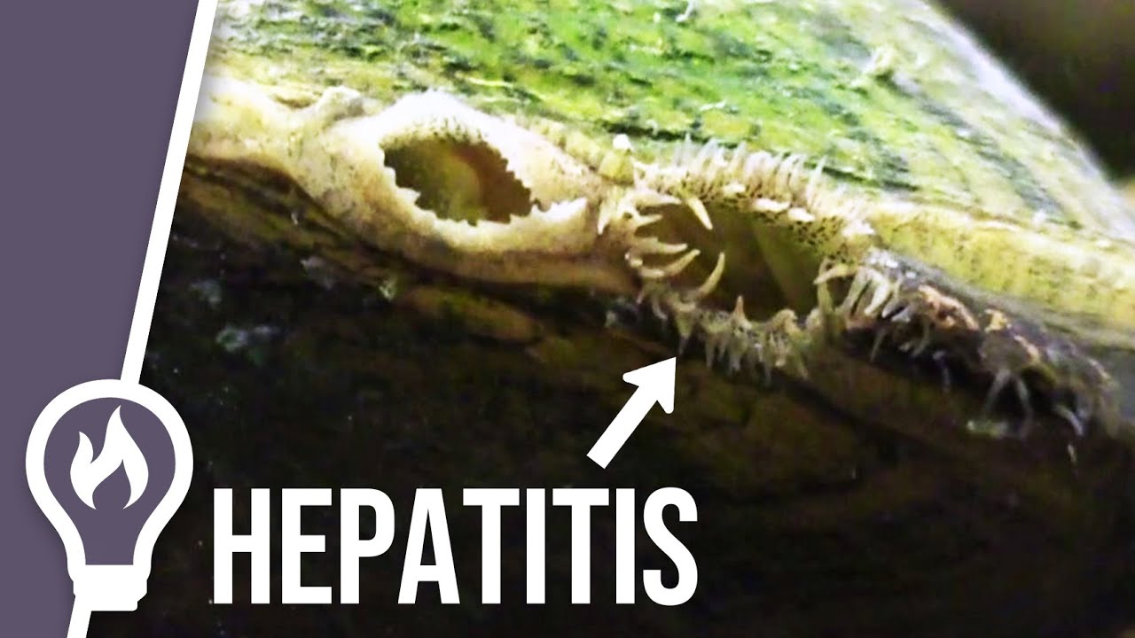 Do Oysters Have Poop In Them? The 15 Detailed Answer