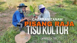 #11 : Tanam Lebih 250 Anak Pokok Pisang Raja, Teknik Tisu Kultur – Cabaran & Prosesnya