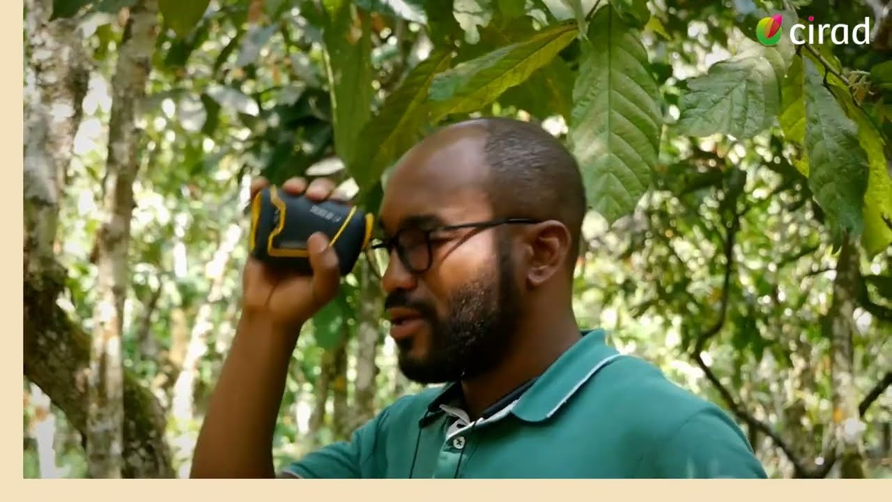 Au Cameroun, les agroforêts à cacao s'étendent en savane et préservent un couvert forestier