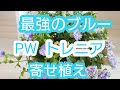 【寄せ植え】PWの大人気トレニアを使って！メチャ可愛くガーデニング
