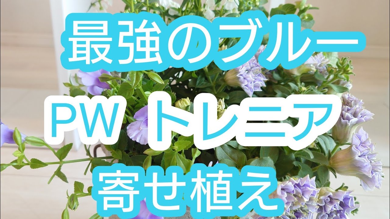 Group planting] Using PW's popular torenia! Mecha cute gardening