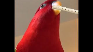 red bird's flute screenshot 2