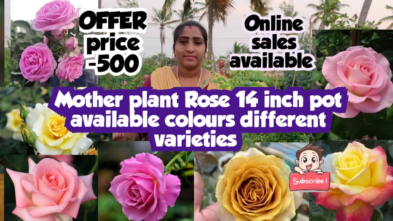 Available colours of Mother plant rose 14 inch pot available/skin Rose/ Arabic panner rose/ ₹-500