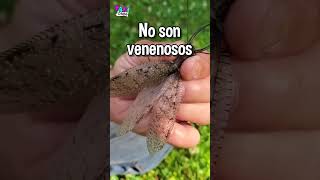 El Insecto más Raro del Mundo #viral #shorts #insectos