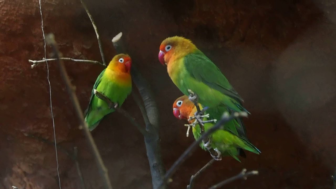서울동물원 - 모란앵무 (Lovebird) 